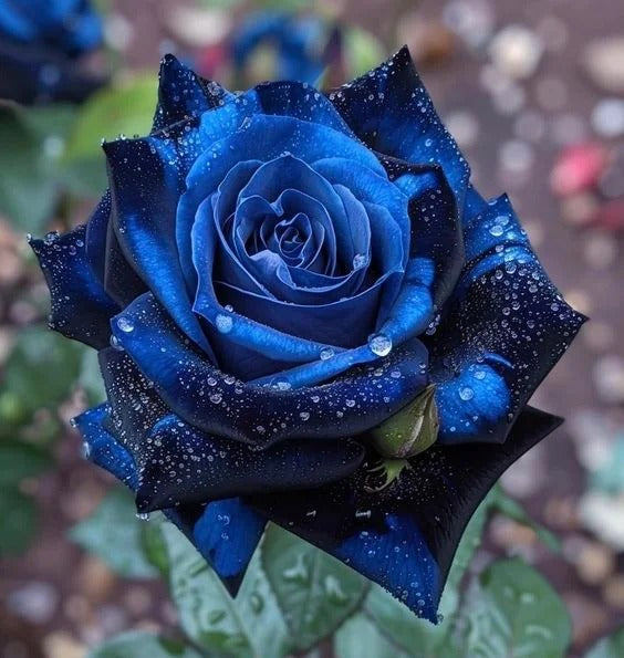 Starlight Mottled Rose Seeds- Rare Multicolor