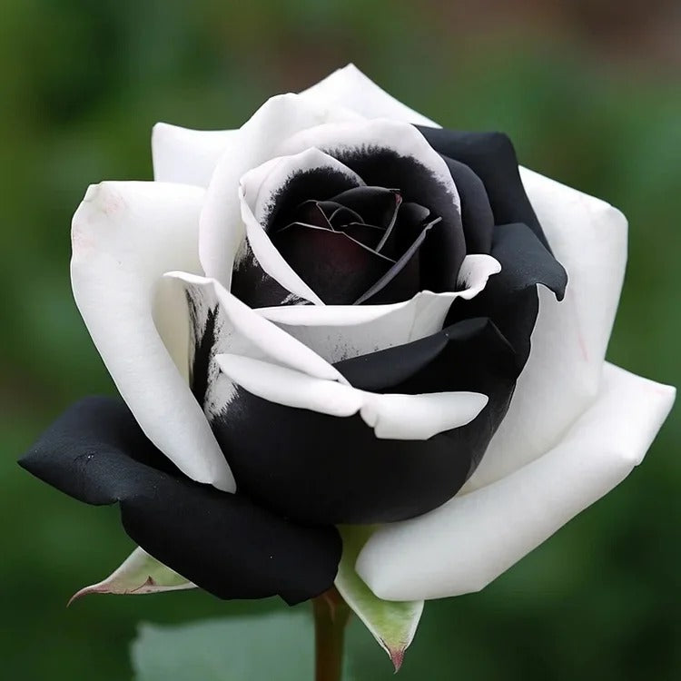 Black&White Kuyla Twin Roses Seeds – Haiyiplants