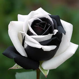 Black&White Kuyla Twin Roses Seeds