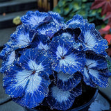 Blue Night Spark Begonia Seeds