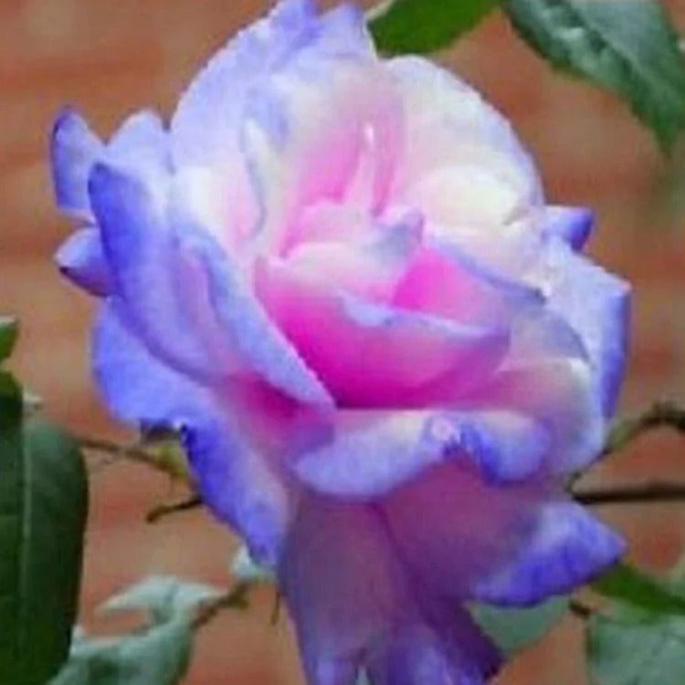 Rare Bag Blue Pink Rose Seeds Scented Plants Flowers