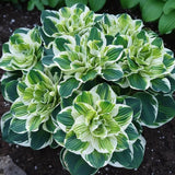 Rare Twin Begonia Seeds