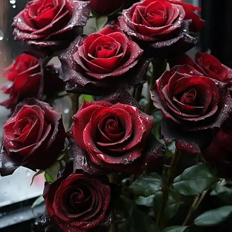 Black Buck Rose Seeds