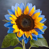 Twin-Blossom Blue Over Yellow Sunflower Seeds