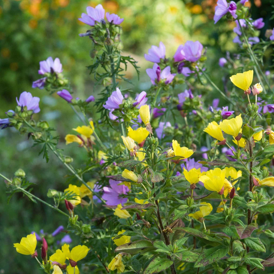 Yellow Evening Primrose Seeds