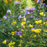 Yellow Evening Primrose Seeds