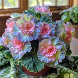 Rare Begonia Seeds - Blue and Pink