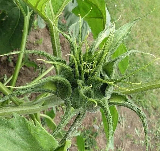 Sunflower Seeds For Planting Rare Multi Color Garden Seeds