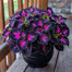 Rare Galaxy Polka Dot Begonia Seeds
