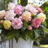 Lacy Edged Begonia Seeds