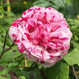 'Variegata di Bologna' Rose Seeds