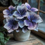 Charming Butterfly Plant Seeds