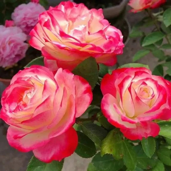 Rosa 'Cherry Parfait' Seeds