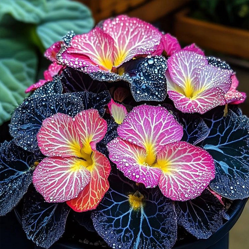 Begonia Rex 'Twilight Sparkle' Seeds