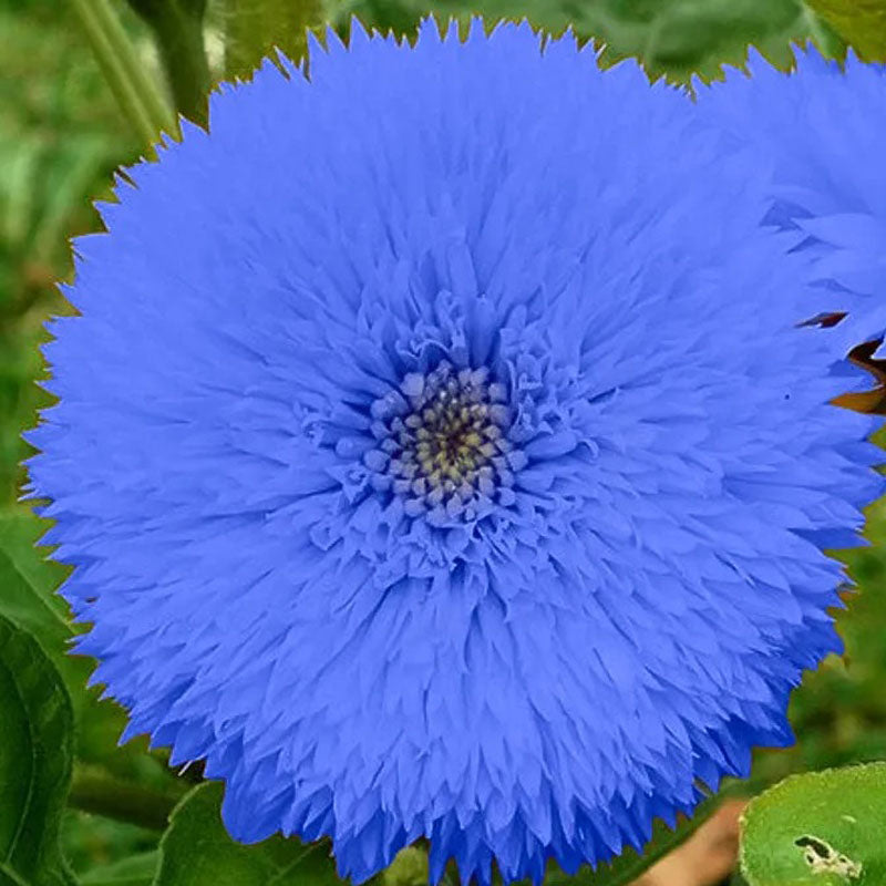 Blue Teddy Bear Sunflower Seeds