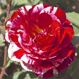 Dark Red White Rose Seeds