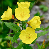 Yellow Evening Primrose Seeds