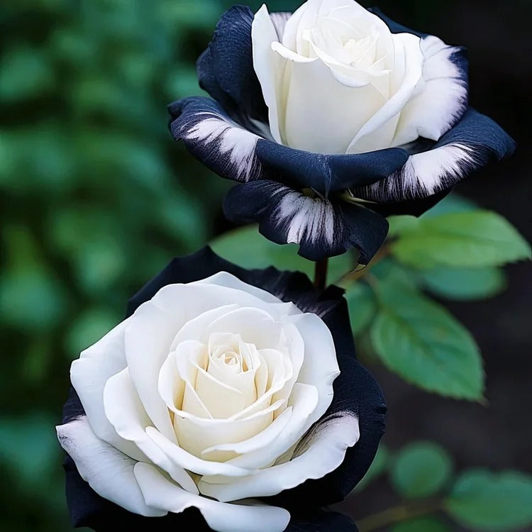 Black&White Kuyla Twin Roses Seeds