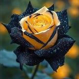 Starlight Mottled Rose Seeds- Rare Multicolor