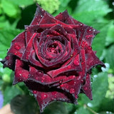 Black Buck Rose Seeds
