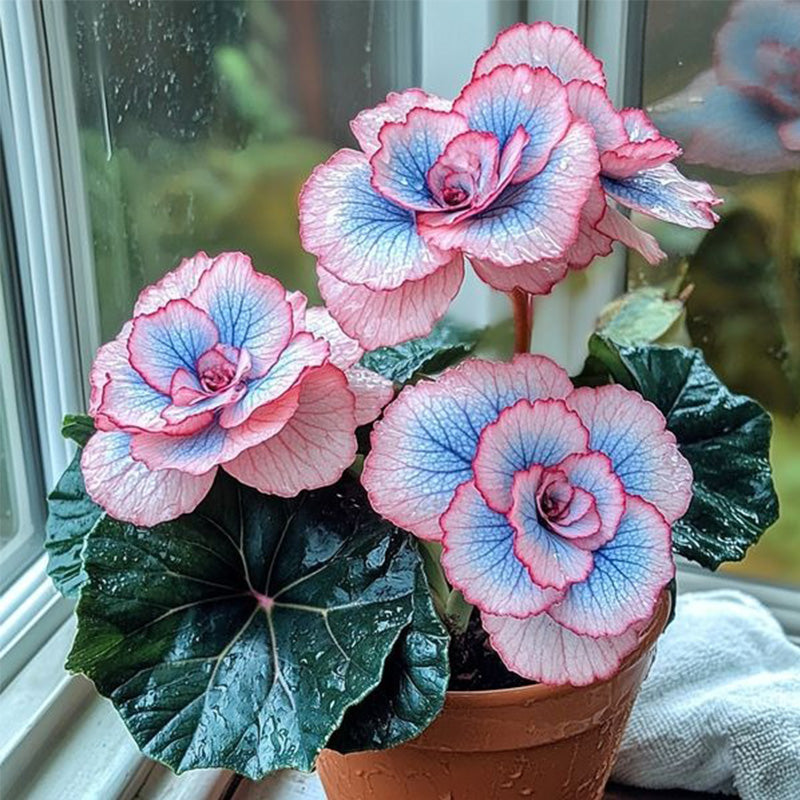 Beautiful Begonia Blooms Seeds