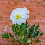Pale Evening Primrose Seeds