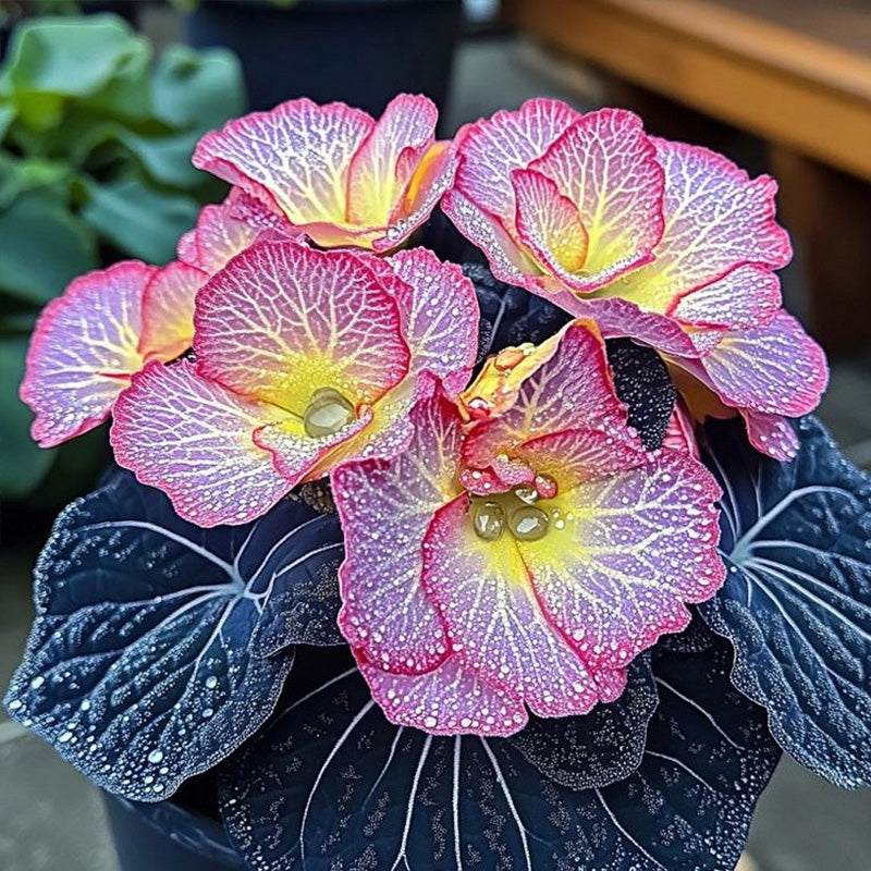 Begonia Rex 'Twilight Sparkle' Seeds