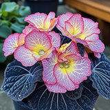 Begonia Rex 'Twilight Sparkle' Seeds