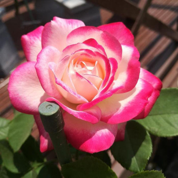 Rosa 'Cherry Parfait' Seeds