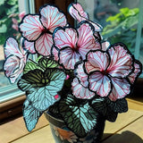 Eclipse Petal Begonia Seeds