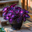 Rare Galaxy Polka Dot Begonia Seeds