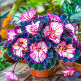 Begonia Rex 'Pink Neon' Seeds