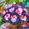 Begonia Rex 'Pink Neon' Seeds