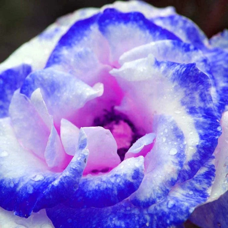 Rare Bag Blue Pink Rose Seeds Scented Plants Flowers
