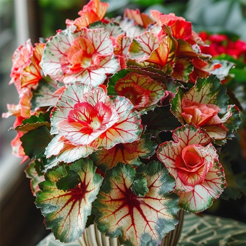 Four-leaf Begonia Seeds