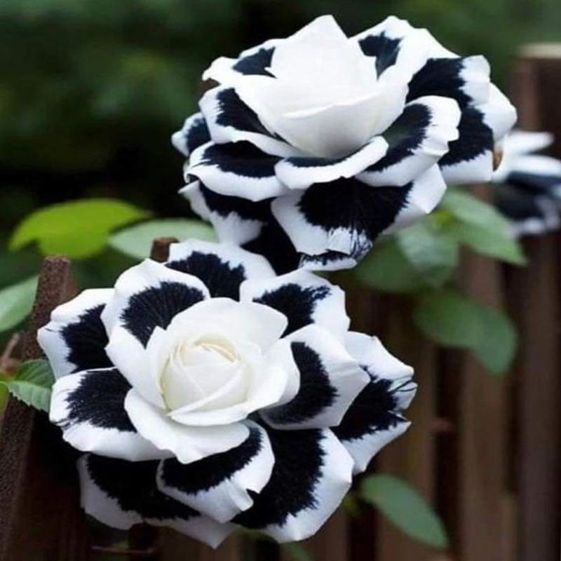 Rare White Roses Rare White Heart Twin Rose Seeds 'Black & White' – Haiyiplants