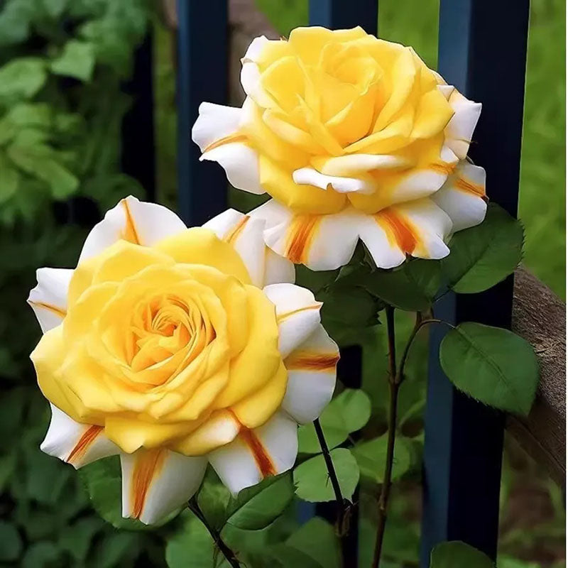 Yellow Striped Rose Seeds