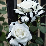 Black&White Kuyla Twin Roses Seeds