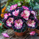 Rare Twin Begonia Seeds