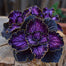 Rare Galaxy Polka Dot Begonia Seeds
