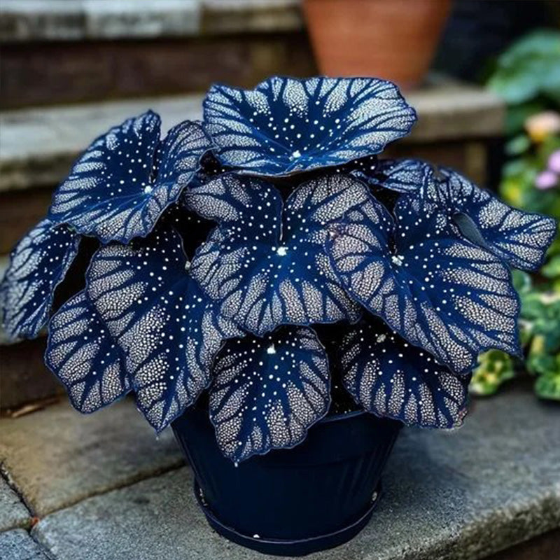 Blue Night Spark Begonia Seeds