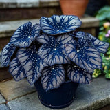 Blue Night Spark Begonia Seeds