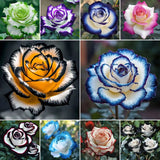 Rare Blue Moon Rose & Multi-Colored Petal Lace Rose Seeds
