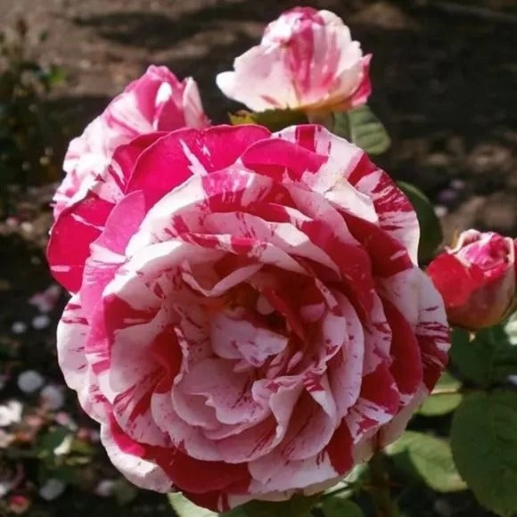 'Variegata di Bologna' Rose Seeds