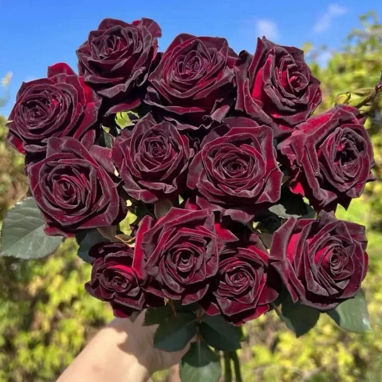 Black Buck Rose Seeds