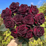 Black Buck Rose Seeds