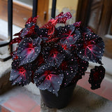 Rare Galaxy Polka Dot Begonia Seeds