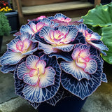 Painted Begonia Seeds