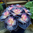 Painted Begonia Seeds