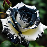 Black&White Kuyla Twin Roses Seeds